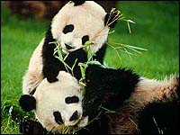 Pandas.jpg